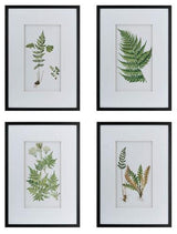 Botanical Wal Art Set of 4