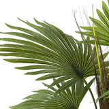 Fan Palm Tree