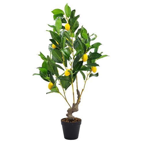 Potted Lemon Tree