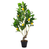 Potted Lemon Tree