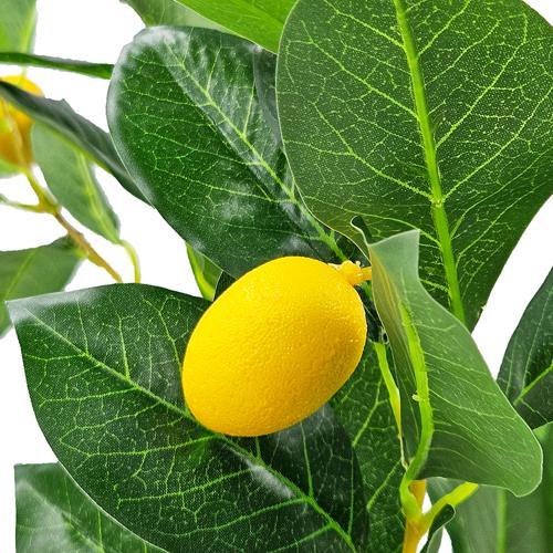 Potted Lemon Tree