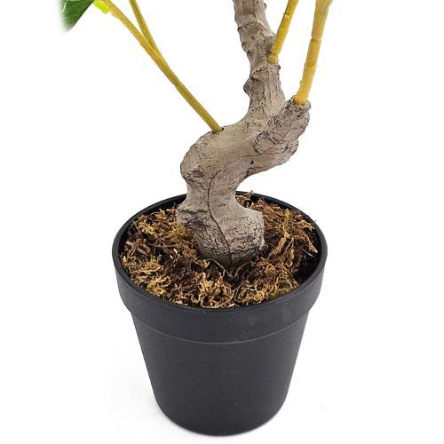 Potted Lemon Tree