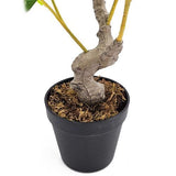 Potted Lemon Tree