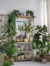 Potted Lemon Tree