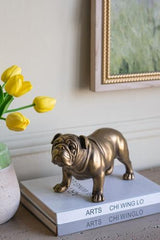 Gold Bulldog