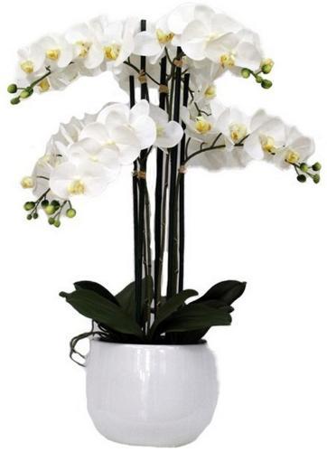 Real Touch Orchid 6 Spray White with White Pot