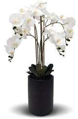 Real Touch Orchid 5 Spray White with Tall Black Pot - 1050mm High