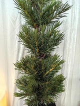 Artificial 24" Slim Green Yellow SPruce Pine Tree