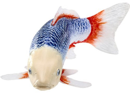 Mojo - Koi Carp - Asagi Koi (blue red) 2025