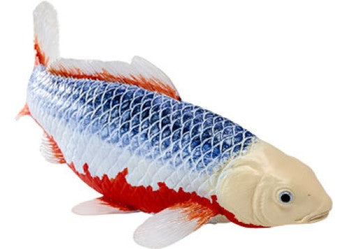 Mojo - Koi Carp - Asagi Koi (blue red) 2025