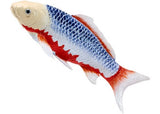 Mojo - Koi Carp - Asagi Koi (blue red) 2025