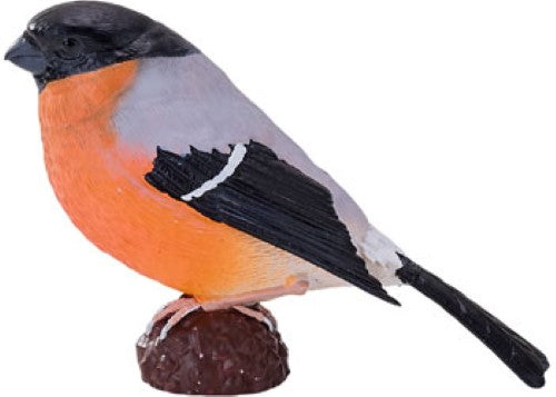 Mojo - Bullfinch 2025