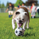 Dog Toy - KONG Sport Balls Medium (3pk)