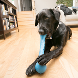 Dog Toy - KONG SqueakStix (Large)