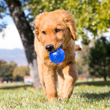 Dog Toy - KONG Squeeze Crackle Stick (Large)