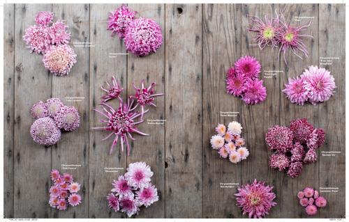 Floret Farm's A Year in Flowers Gardening & Floral Design Book