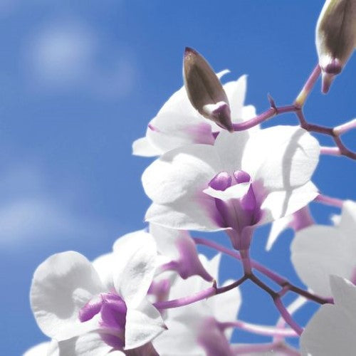 Luncheon Napkin -Sky Orchid
