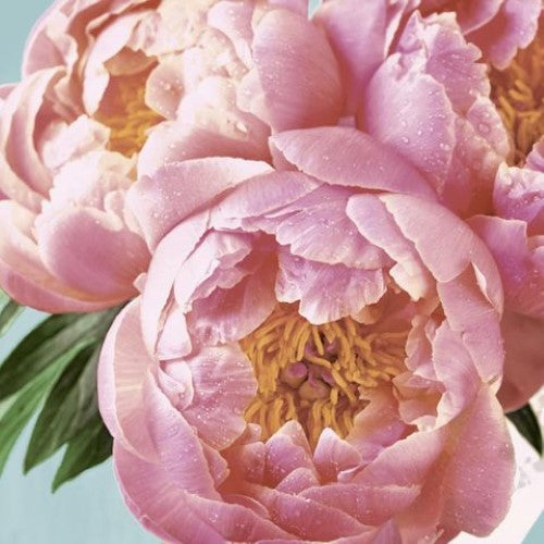 Luncheon Napkin - Pink Peony