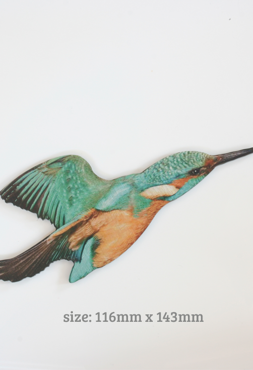 Printed ACM  Kingfisher / Bird Set - Wall Art