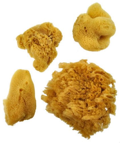 Set of Royal Sponge Assorted Silk Brushes features three unique sea silk sponges and a jumbo sponge for versatile painting.