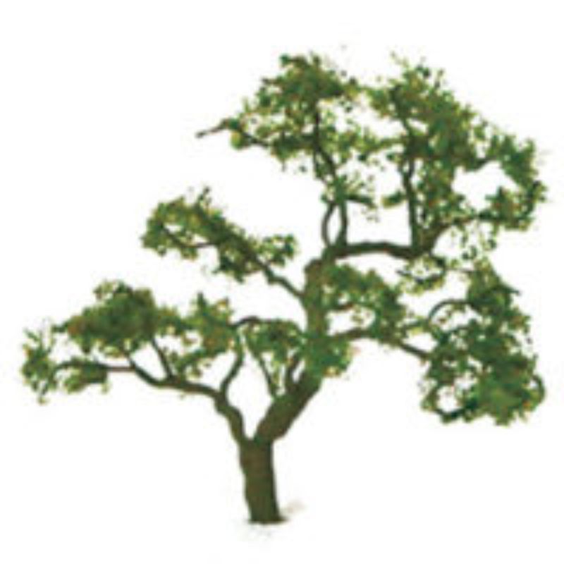 Set of two 75-85mm beech trees, ideal for enhancing model railway and diorama with realistic greenery.