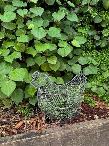 Topiary Plant Training Frame Chicken 21 x 37 x 33cm