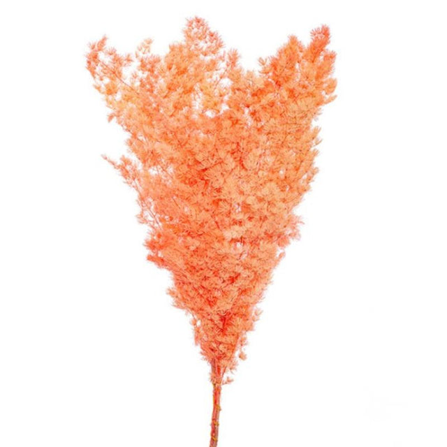 Preserved Ming Fern in salmon hue, ideal for elegant home decor, floral arrangements, and minimal maintenance.