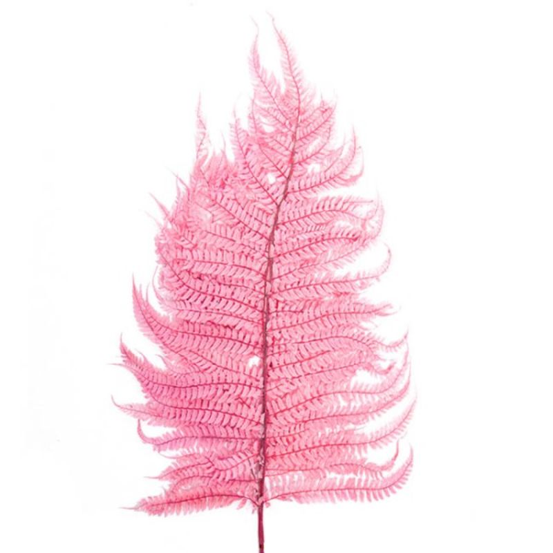 Five dusty pink artificial dried leatherleaf fern stems, each 70cm long, enhancing elegant home decor with a boho-chic vibe.