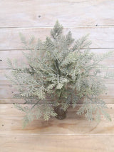 Artificial Plant -Fern - Cedar Fern Bush