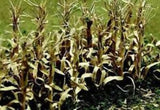 JJT Model Scenery - O: Dried Corn Stalk (28)