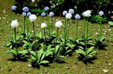 JJT Model Scenery - HO: Allium Gigateum (30)