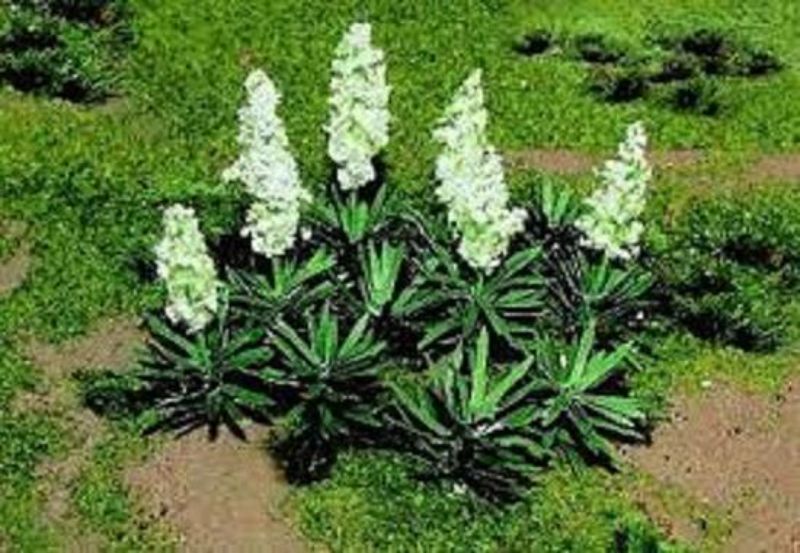 20 realistic Yucca plants for model scenery, perfect for enhancing dioramas and desert landscapes.