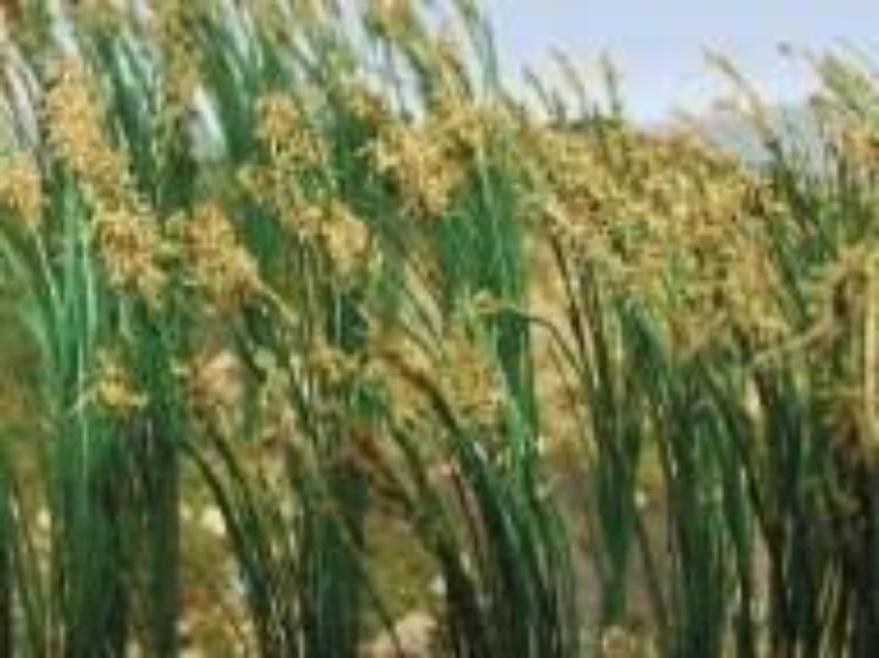40 realistic O scale reeds for enhancing model railways and dioramas with natural textures and vibrant detail.