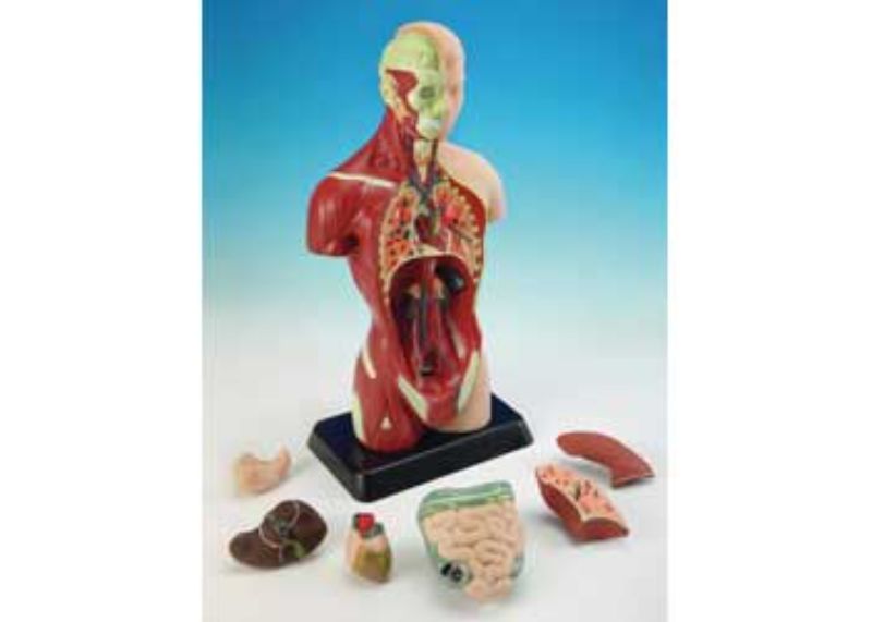 Human Anatomy Model – 27cm – 8 Pieces