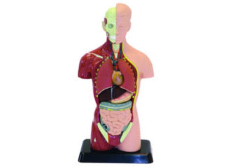 Human Anatomy Model – 27cm – 8 Pieces