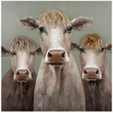 Bad Hair Day 3 Cows Canvas Wall Art 800x800