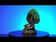 Backflow Burner - Old Man Tree (17.5cm)