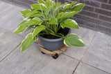 Outdoor Plant Trolley - Round Brown (Set of 2)