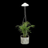 Plant Grow Lamp - White USB (74cm)