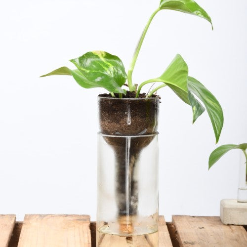 Planter Self Watering Bottle (7 x 7 x 22cm) - Set of 2