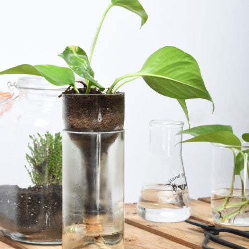 Planter Self Watering Bottle (7 x 7 x 22cm) - Set of 2