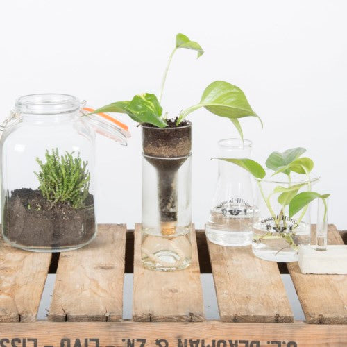 Planter Self Watering Bottle (7 x 7 x 22cm) - Set of 2