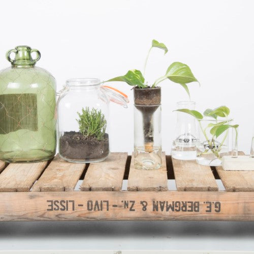 Planter Self Watering Bottle (7 x 7 x 22cm) - Set of 2