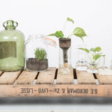 Planter Self Watering Bottle (7 x 7 x 22cm) - Set of 2