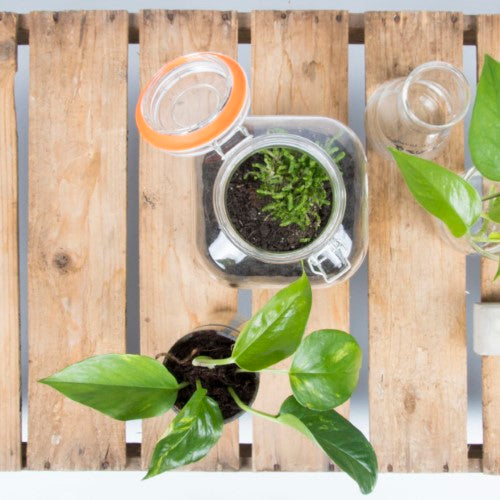 Planter Self Watering Bottle (7 x 7 x 22cm) - Set of 2