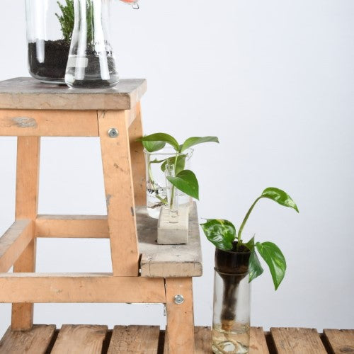 Planter Self Watering Bottle (7 x 7 x 22cm) - Set of 2