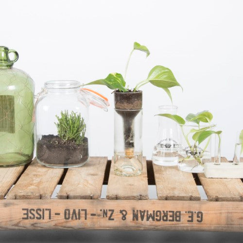 Planter Self Watering Bottle (7 x 7 x 22cm) - Set of 2