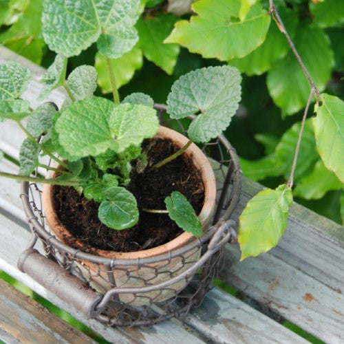 AT Pot in Wire Basket w/ Handle (Set of 2)