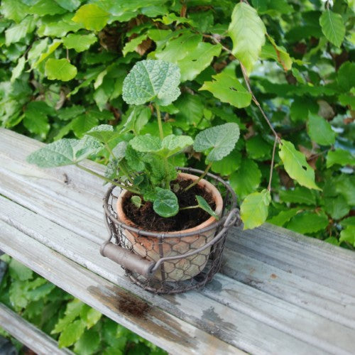 AT Pot in Wire Basket w/ Handle (Set of 2)
