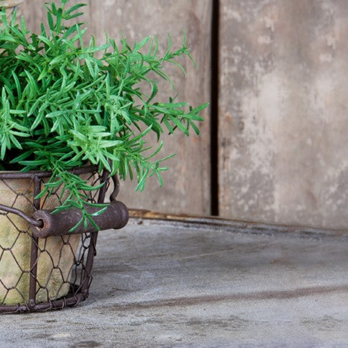 AT Pot in Wire Basket w/ Handle (Set of 2)